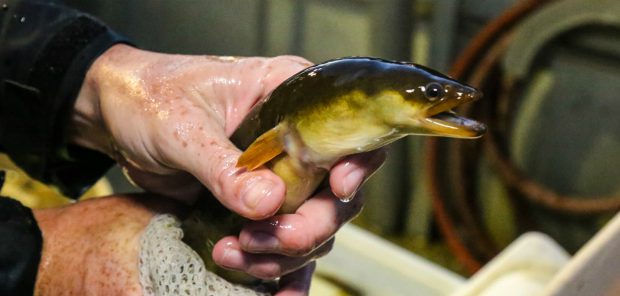 An Endangered Species in Ontario: The Slippery But Sensitive American Eel (Updated)