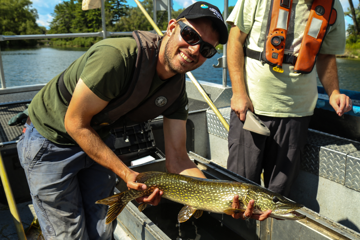 TRCA Environmental Monitoring Team conducting fish tagging study in Toronto Harbour