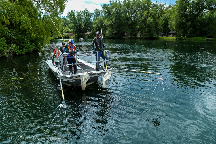 TRCA Monitoring team conducting fish tagging study in Toronto Harbour