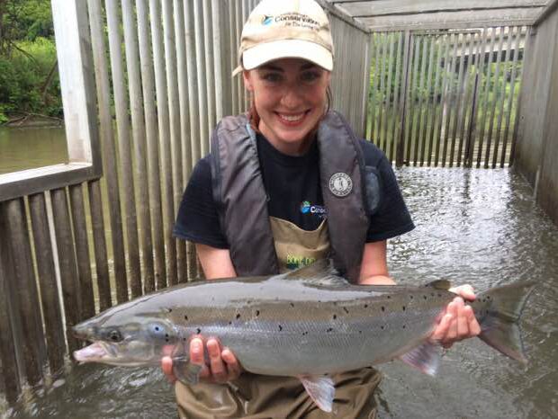 Surveying Salmon in Duffins Creek: 2015 Update