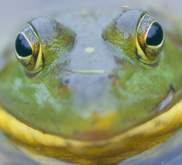In the Face of Urbanization, the Green Frog Seems to Be the Most Resilient in the Greater Toronto Area.
