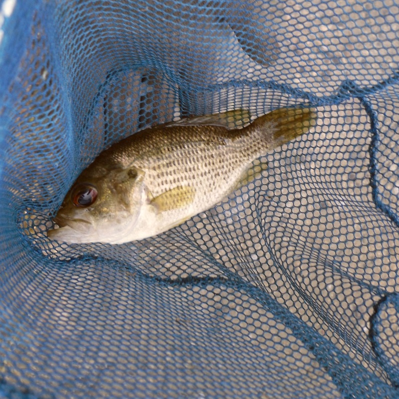 a fish caught during the Learn to Fish program at Heart Lake Conservation Park