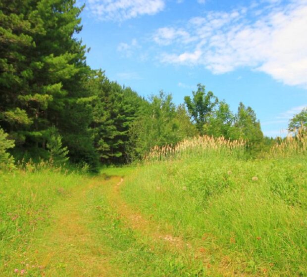 Palgrave Forest and Wildlife Area