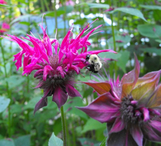 Creating pollinator habitat in the Etobicoke & Mimico watersheds