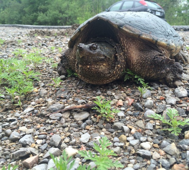 New app will aid volunteer citizen scientists in road ecology project