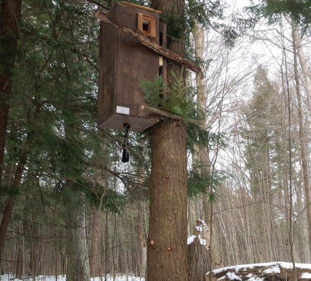 Fishing for fishers in Glen Major Forest