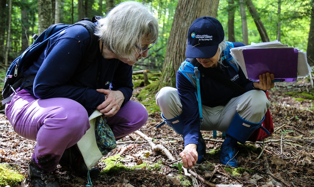 volunteers take part in TRCA terrestrial monitoring program