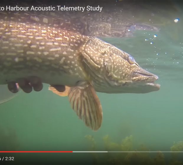 Fish Tales – Toronto Harbour Acoustic Telemetry Study