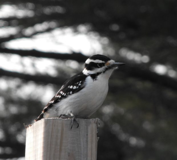 A Bird’s Eye View: How are Breeding Birds Faring in the Greater Toronto Area?