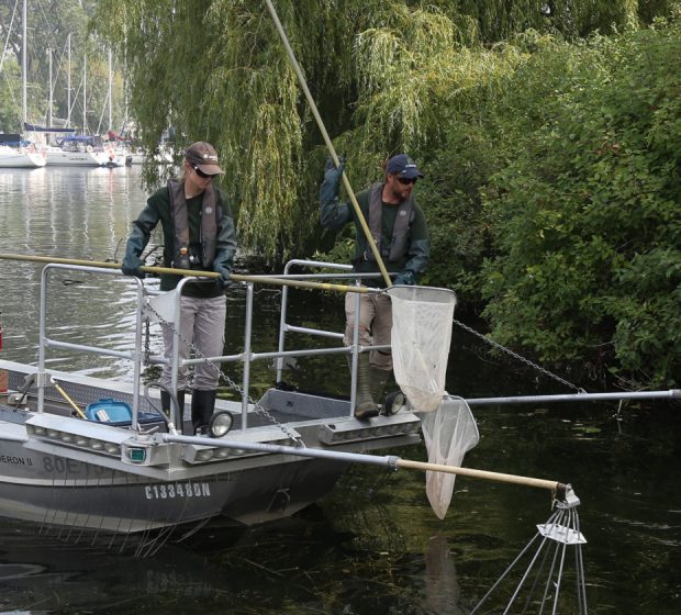 TRCA Is On The Lookout for Invasive Carp