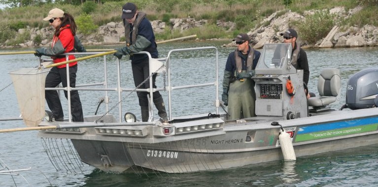 TRCA environmental monitoring invasive species Asian Carp surveillance