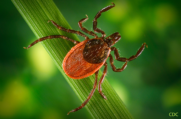 Black legged tick