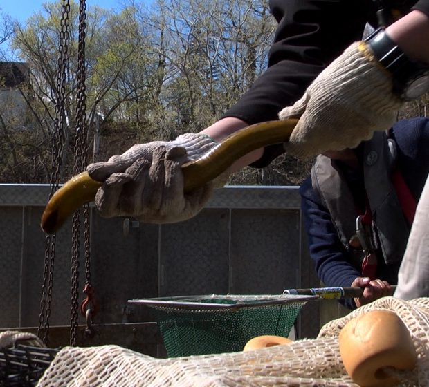 Parasites in the Shallows – Sea Lamprey Monitoring