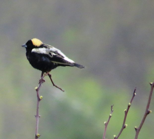 Winged Wonders: Monitoring Wetland and Meadow Birds
