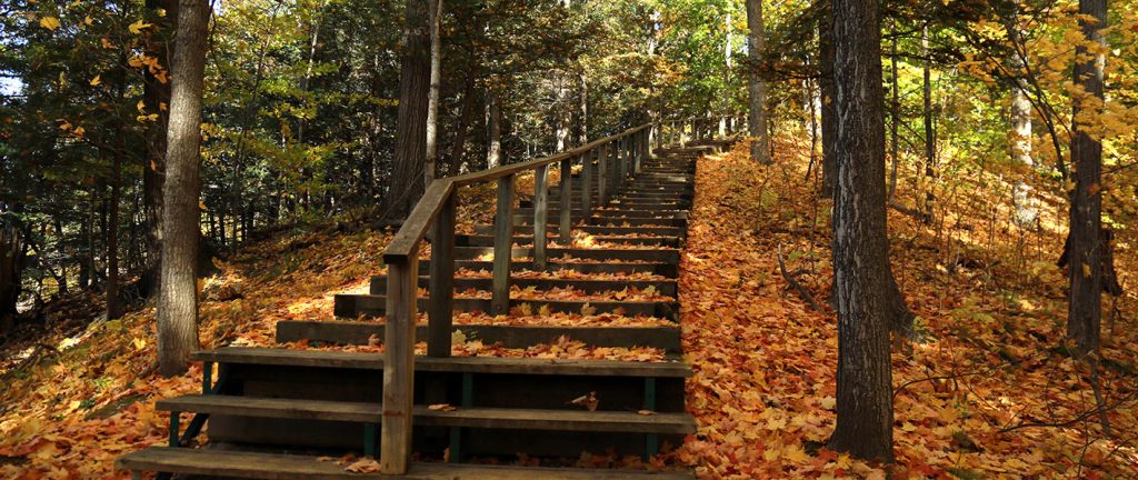fall leaves on trail at Kortright Centre