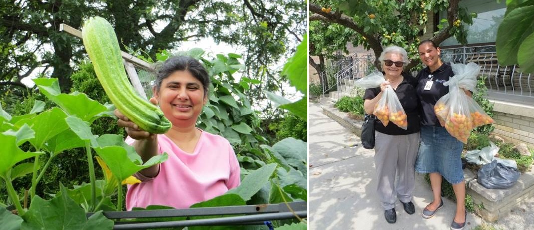 montage of images from Black Creek SNAP Harvest the Rain urban agriculture initiatives