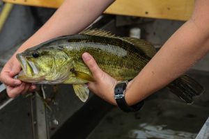 Frenchman's Bay Bass Fishing!!! 