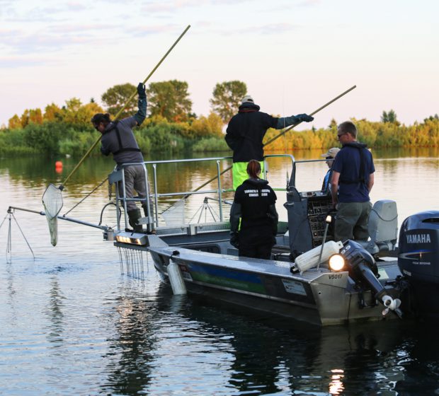 A night out electrofishing in Frenchman’s Bay, Pickering
