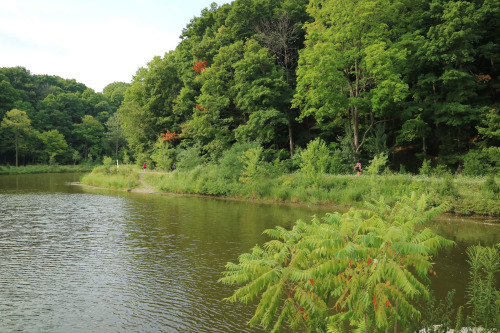 Earl Bales Stormwater Management Pond