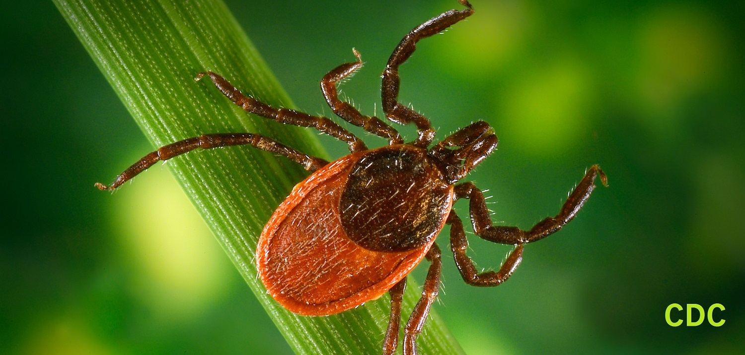 do ticks live in cedar trees