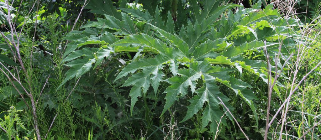 a giant hogweed plant