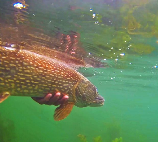 New report identifies significant improvements in Toronto Great Lakes Area of Concern