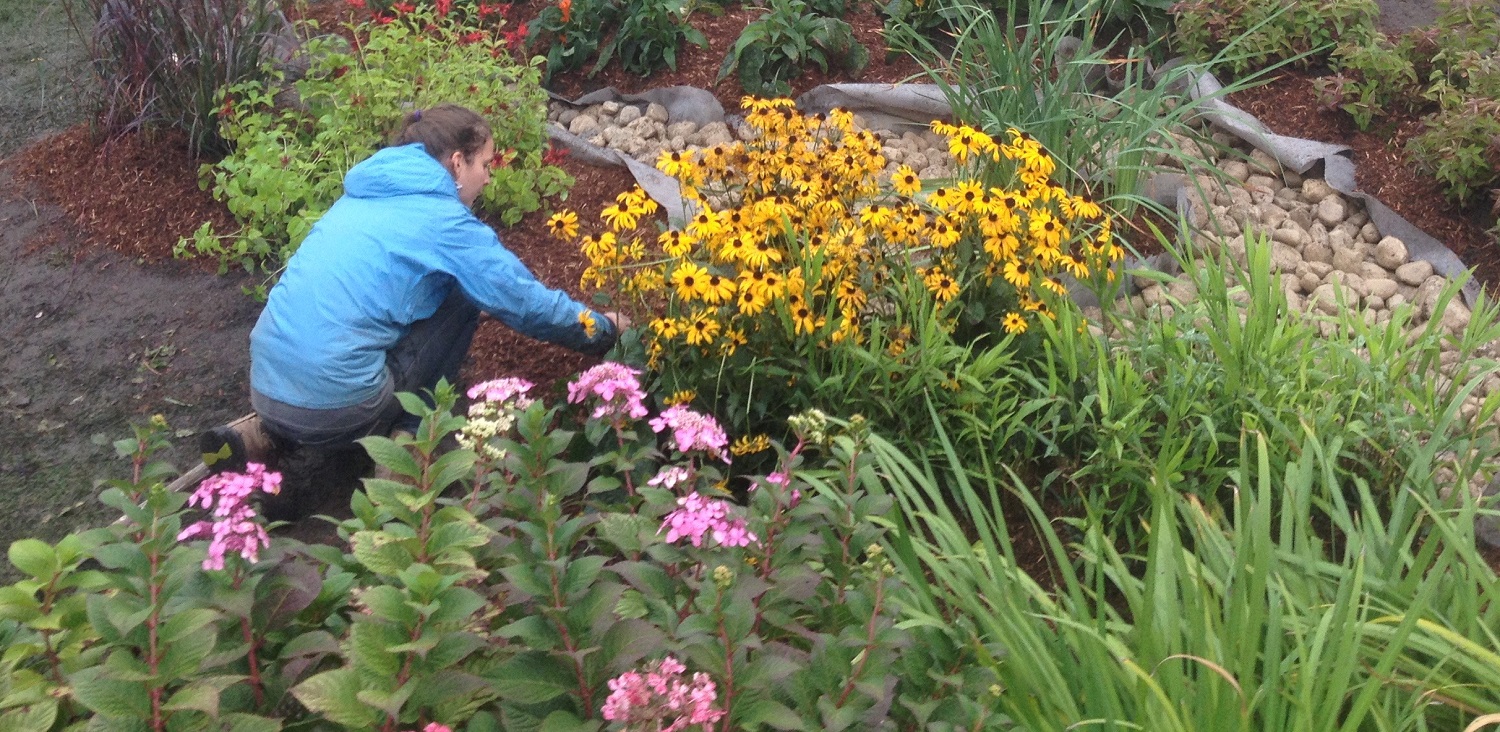 Burnhamthorpe SNAP raingarden planting project at Sheridan Nurseries