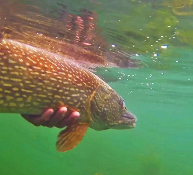 From Torontoist: Fish Make a Comeback in the GTA