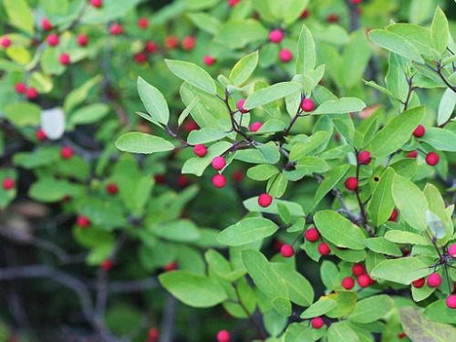 Mountain holly (Ilex mucronata)