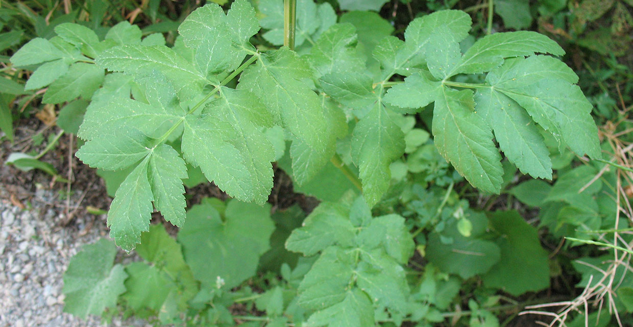 wild parsnip plants