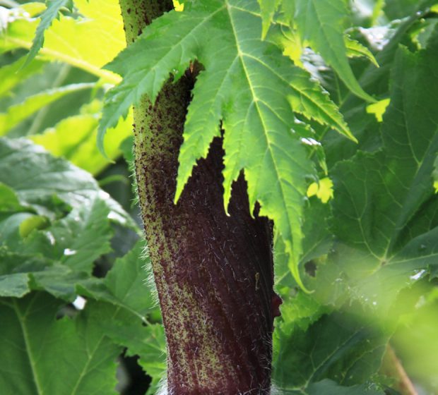 From Sunnybrook Hospital: Don’t Let Dangerous Plants Get Under Your Skin!