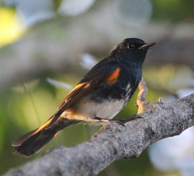 The American Redstart: A Bird On the Rise In the GTA