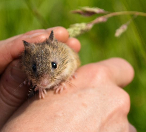Celebrate Canada 150 with Rouge National Urban Park Bioblitz
