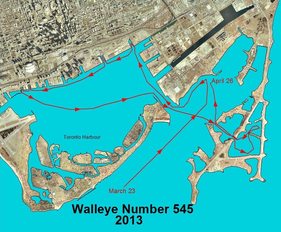 map of walleye movement in and around Toronto harbour