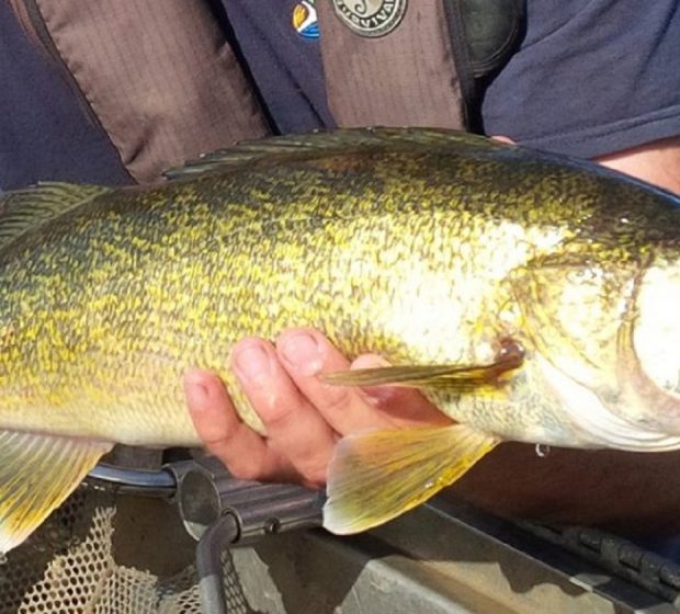 Whopping Walleye Release! Young Fish Find New Homes in Local Waters.