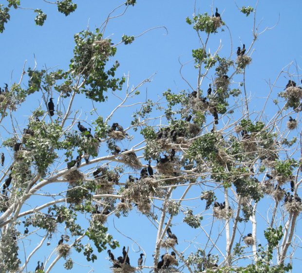 Information about sick and dying cormorants in Toronto