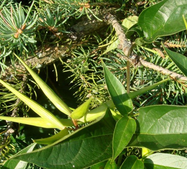 Invasive Species at Home