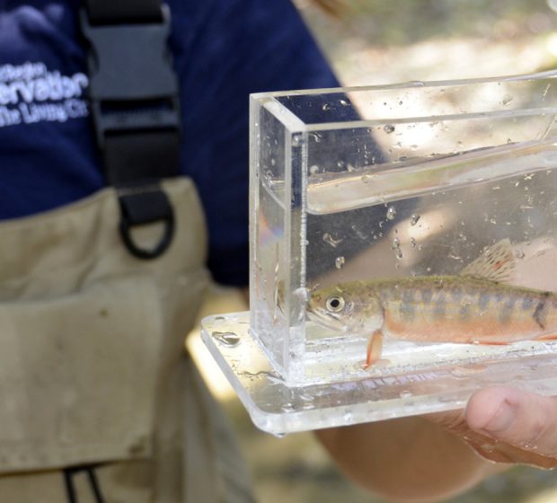 Brook Trout on the Decline: What Can We Do?