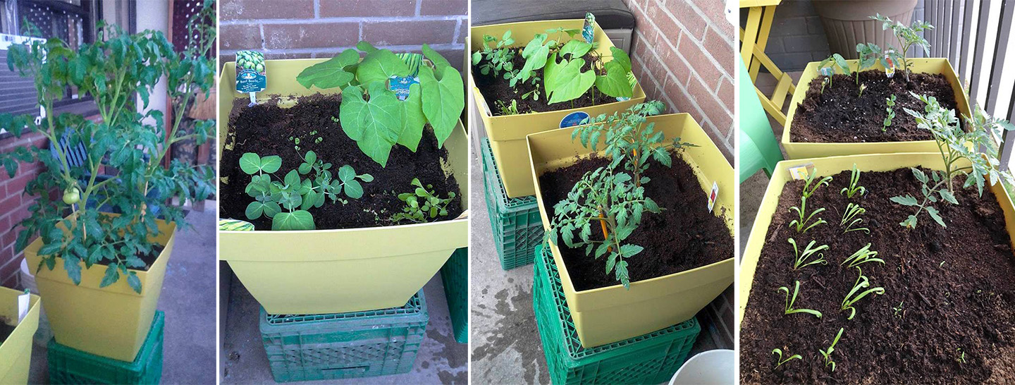 plants growing in balcony containers