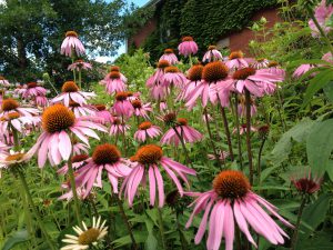 Gardening for Birds, Butterflies and Beyond @ Online Webinar - General Audience