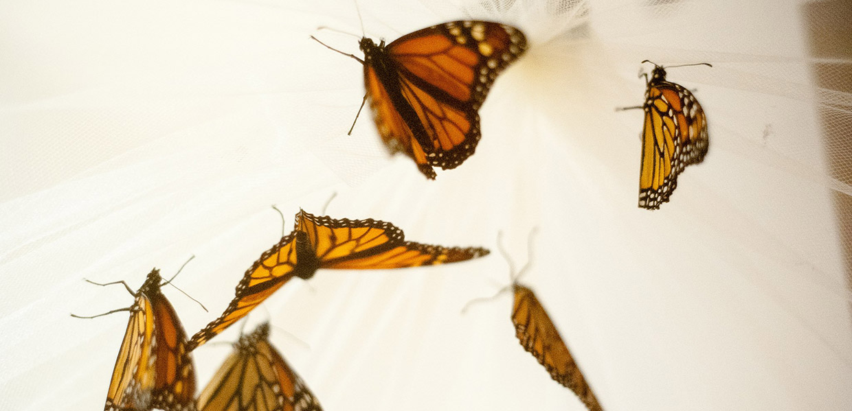 monarch butterflies in collector net