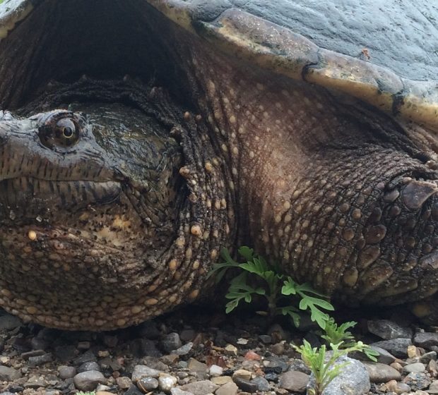 Let’s “Shellebrate” World Turtle Day