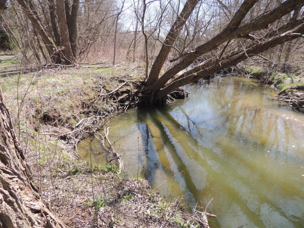 Erosion has caused the watercourse to move, the movement has caused large trees such as the one in the photo, to become at risk of falling.