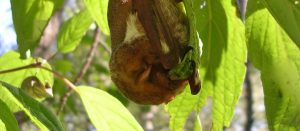 All About Bats @ Heart Lake Conservation Area