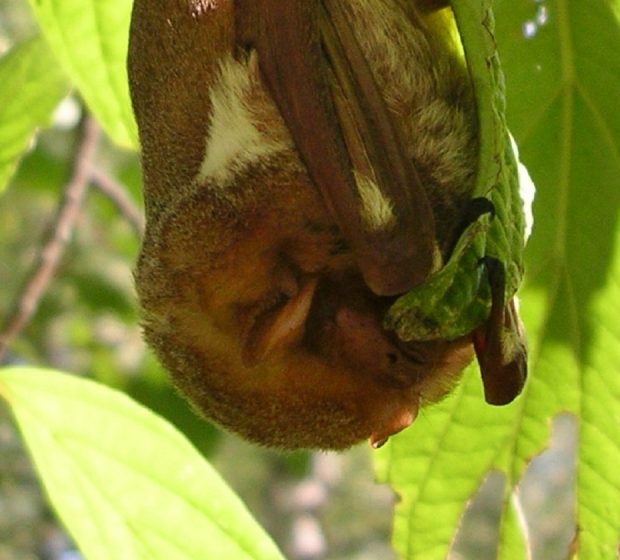 Want to Learn More About Bats? So Do We!