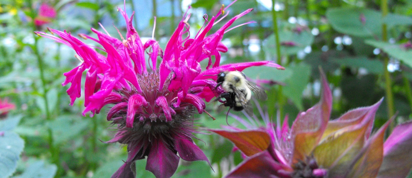 bee on bee balm flower