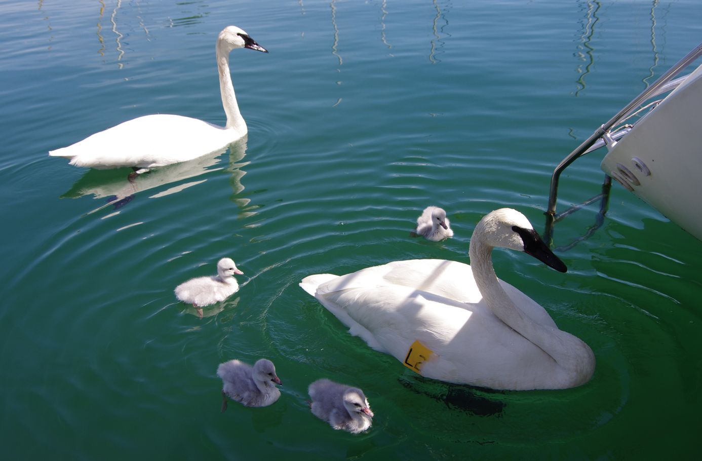 A family of Trumpeter Swans