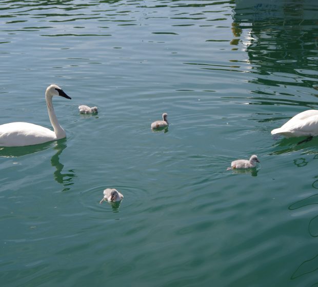 Trumpeter Swans at Bluffers Park