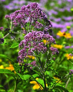 spotted Joe-pye weed (Eupatorium maculatum)