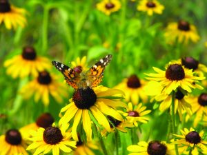 Painted Lady Butterly on Black Eyed Susan